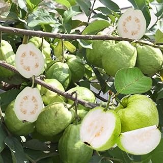 White Guava Tree Live Plant 1 Year Old, 12-16 Inc Tall in Half Gallon Pot, Well Rooted, Ready to Bear Fruit Within 1-2 Years