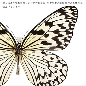 希少蝶の標本採取84/87/2003年　オオゴマダラ等現状品41x50x6cm 61FgKCzANRL._UF894,1000_QL80_.jpg