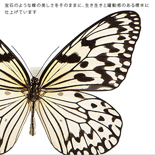 Amazon.co.jp: 蝶の標本 オオゴマダラ I.leuconoe マダラチョウ