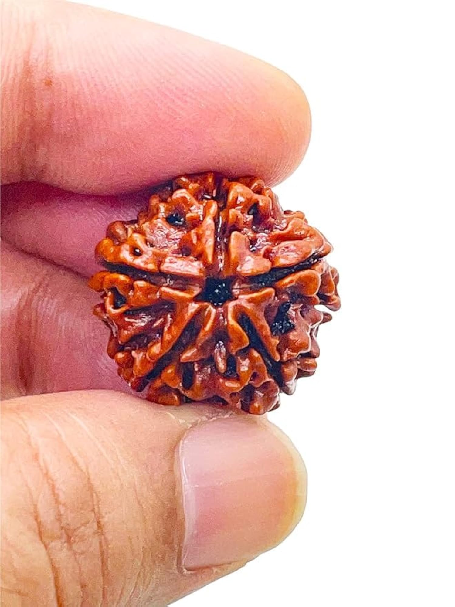 Original Natural 5 Mukhi Rudraksha, Nepalese Beads