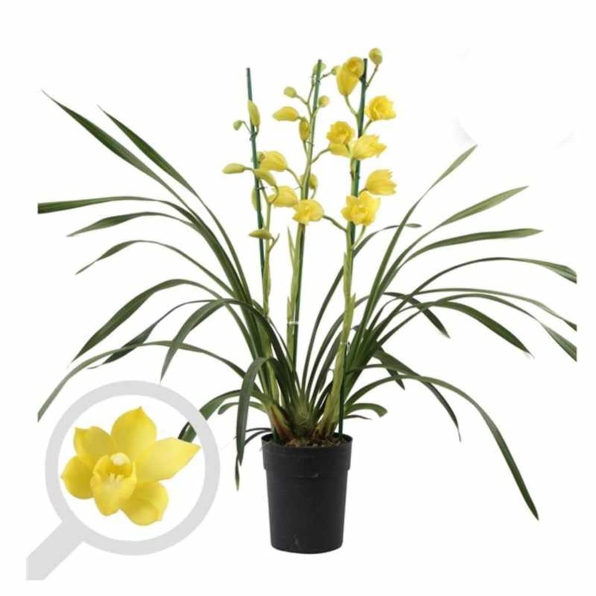 Verdecora Orquidea Cymbidium Extra | Flores perfectas para regalo | Cuidados sencillos ideal para principiantes | Planta natural de interior con flor en maceta de Ø14cm