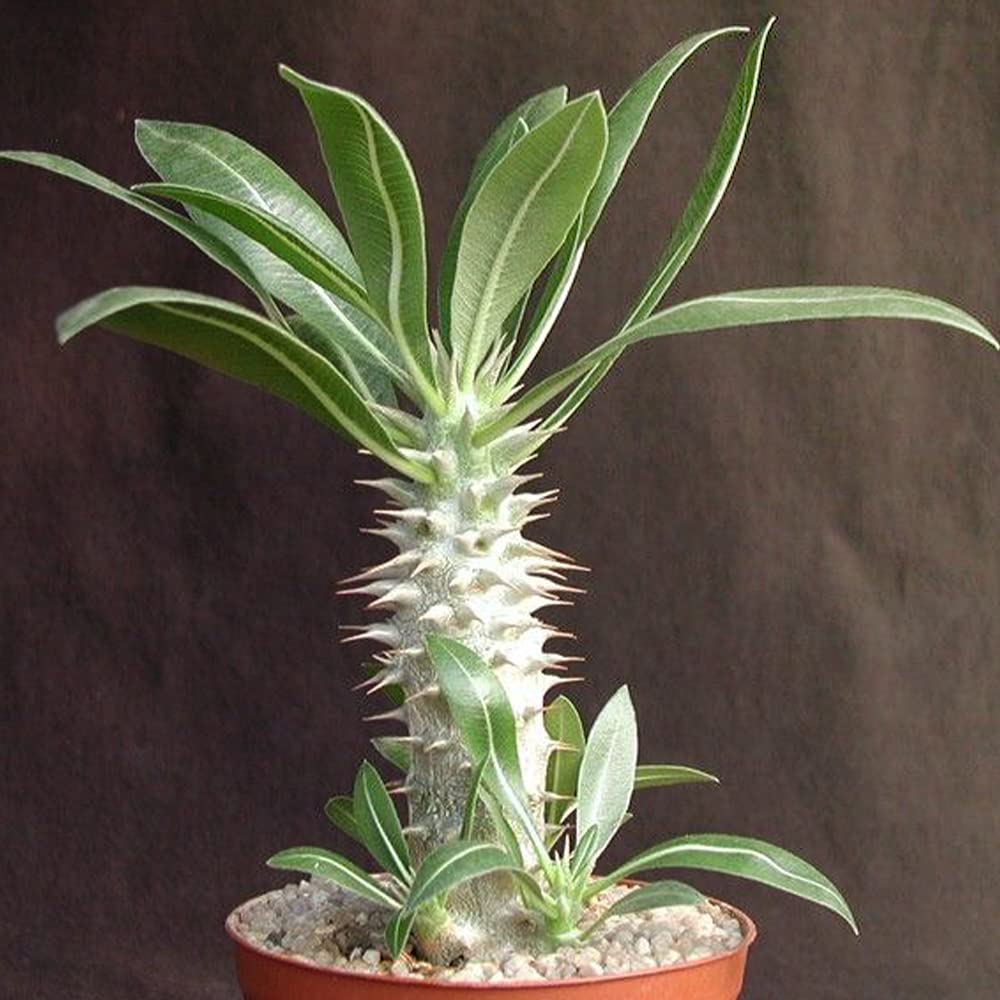 Amazon.co.jp: パキポディウム ホロンベンセ3.5号ポット【品種で選べる