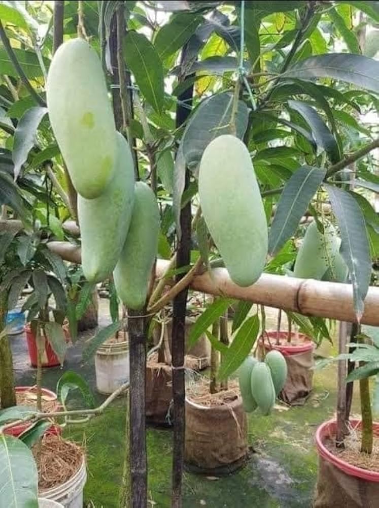 NEW DEBNATH NURSERY Banana Mango Healthey Grafted Hybrid live plant, Pack of 1 (B0BX6VC32C) Amazon Price History, Amazon Price Tracker