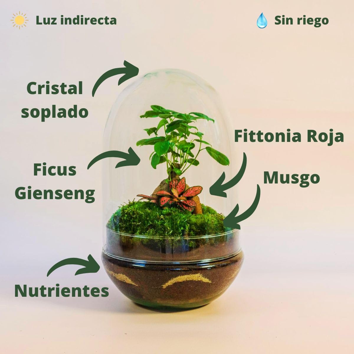 Terrario Plantas Cristal - Cúpula con Ficus Ginseng y Fittonia | Jardin Eterno en Cristal o Ecosistema Cerrado | Ideal para Decoración Hogar | Mediano, 30 cm x 19 cm