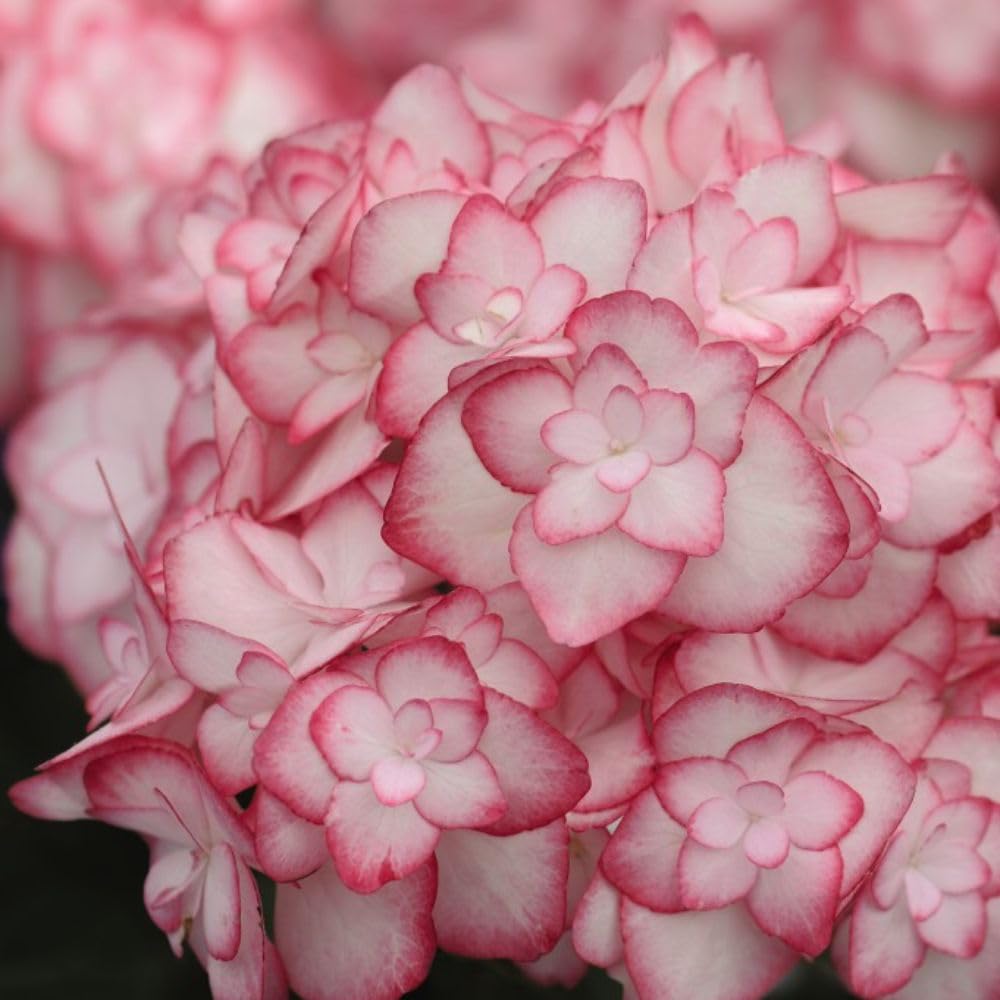 Hydrangea macrophylla 'Miss Saori' - Hardy Shrub with White Blooms Frosted in Rose - Ideal for Borders and Containers – 2X 3 Litre Potted Plant by Thompson & Morgan