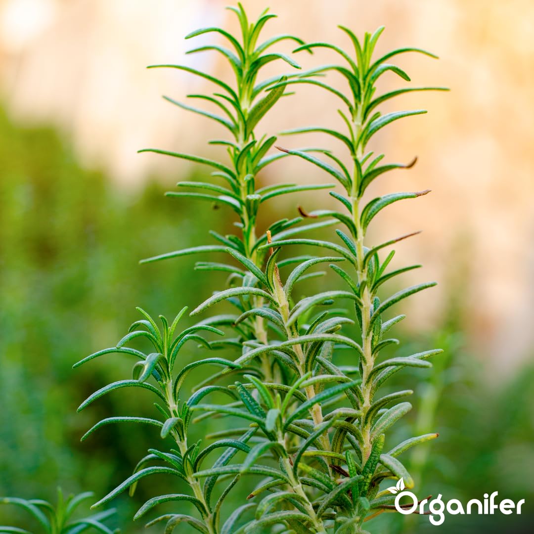 Fertilizante Líquido Para Romero 1L – Abono Orgánico Para Hojas Saludables Y Crecimiento Fuerte – Refuerza Raíces Y Vitalidad – Organifer