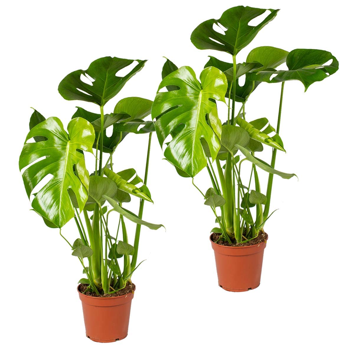 Bloomique - 2er-Set - Monstera Deliciosa - Fensterblatt - Zimmerpflanzen -  Pflegeleicht - Luftreinigend - Hhe 50-70 cm - Topf 17 cm : Amazon.de:  Garten