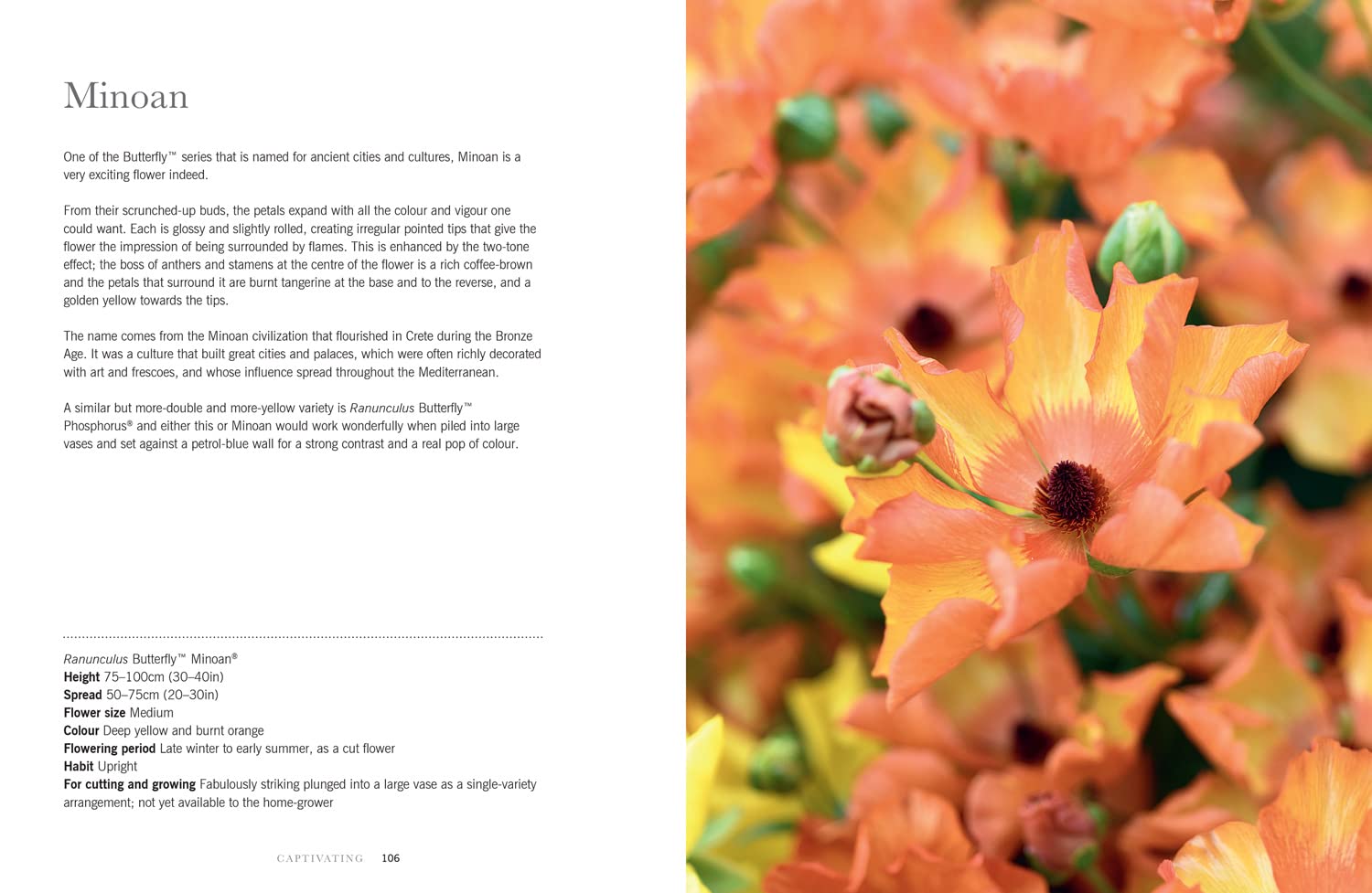 Ranunculus: The ultimate flower guide for growing, flowering and cutting varieties for the home and gardening