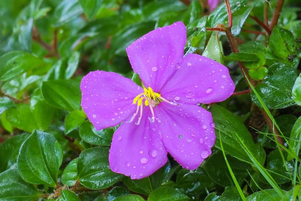 See full amazon price history chart for Creative Farmer Melastoma (Melastomataceae) Indian Rhododendron Indoor Plant House For Golden/Yellow Flowers All Spring And Summer (Healthy Live Plant) Creative Farmer Melastoma (Melastomataceae) Indian Rhododendron Indoor Plant House For Golden/Yellow Flowers All Spring And Summer (Healthy Live Plant) (B09SCPV912) Amazon Price History, Amazon Price Tracker