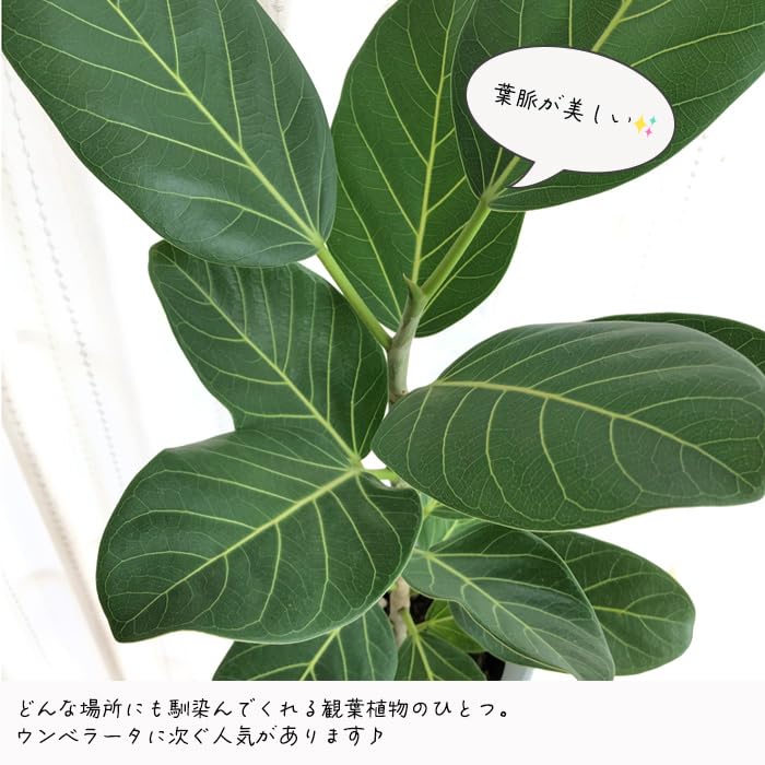 Amazon｜観葉植物 フィカス ベンガレンシス 6号鉢 ゴムの木 観葉植物