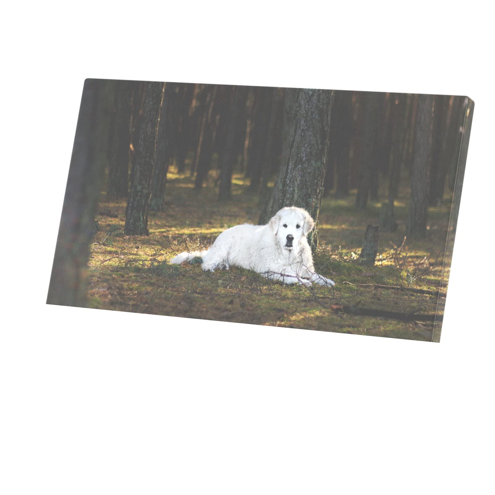 Tableau Terre-Neuve blanc forêt toile imprimée poster animalier 71x40 cm - 4