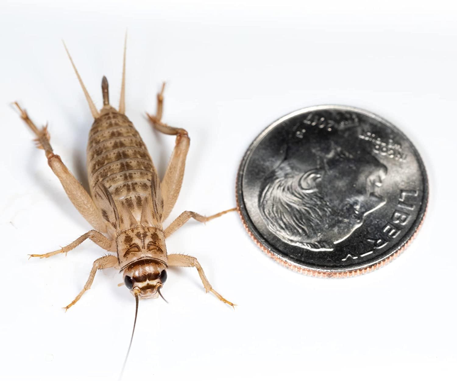 OVIPOST Live Crickets 3/4” Banded 100 Count Live