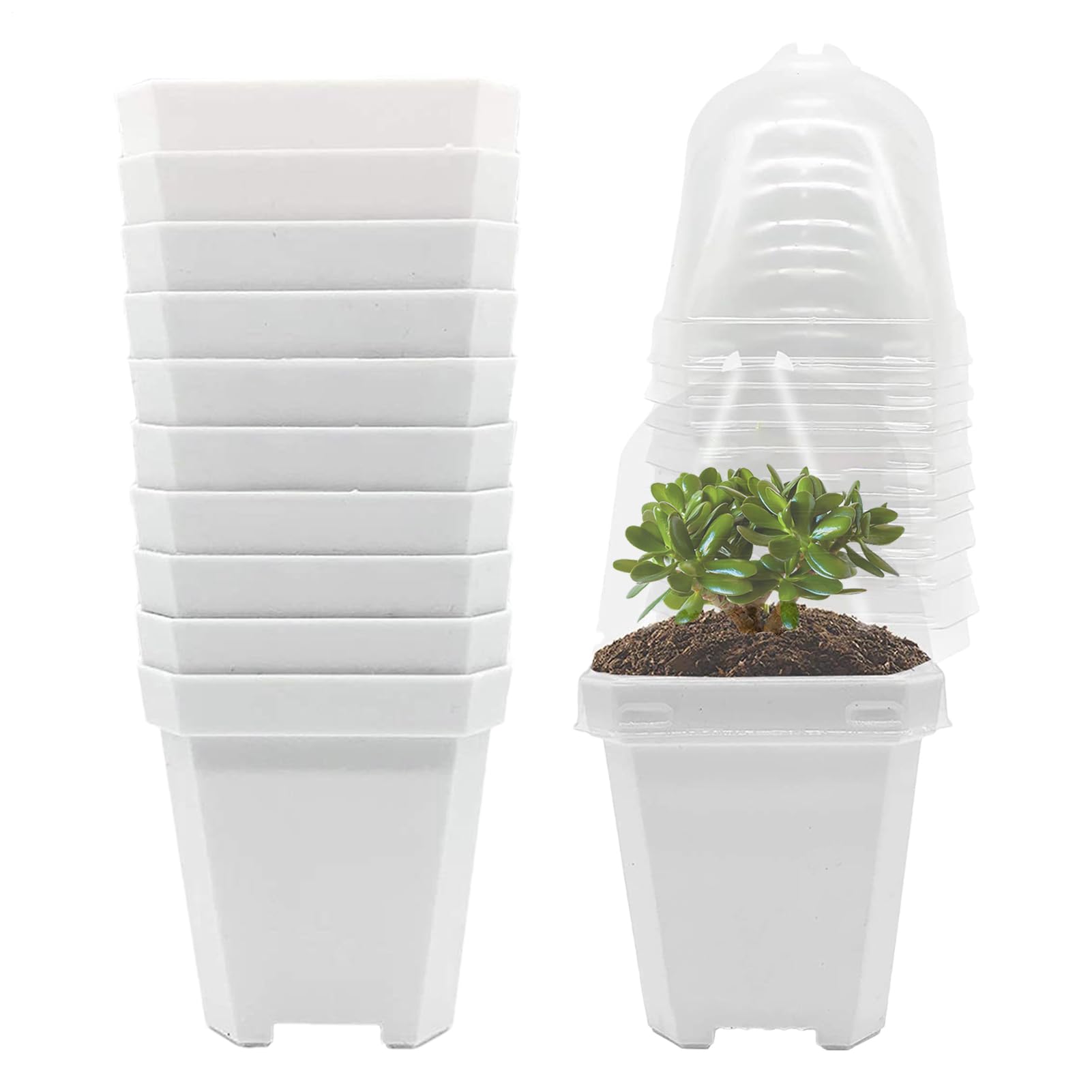 Pots de plantes de jardin avec dôme d'humidité pour transplantation de succulentes