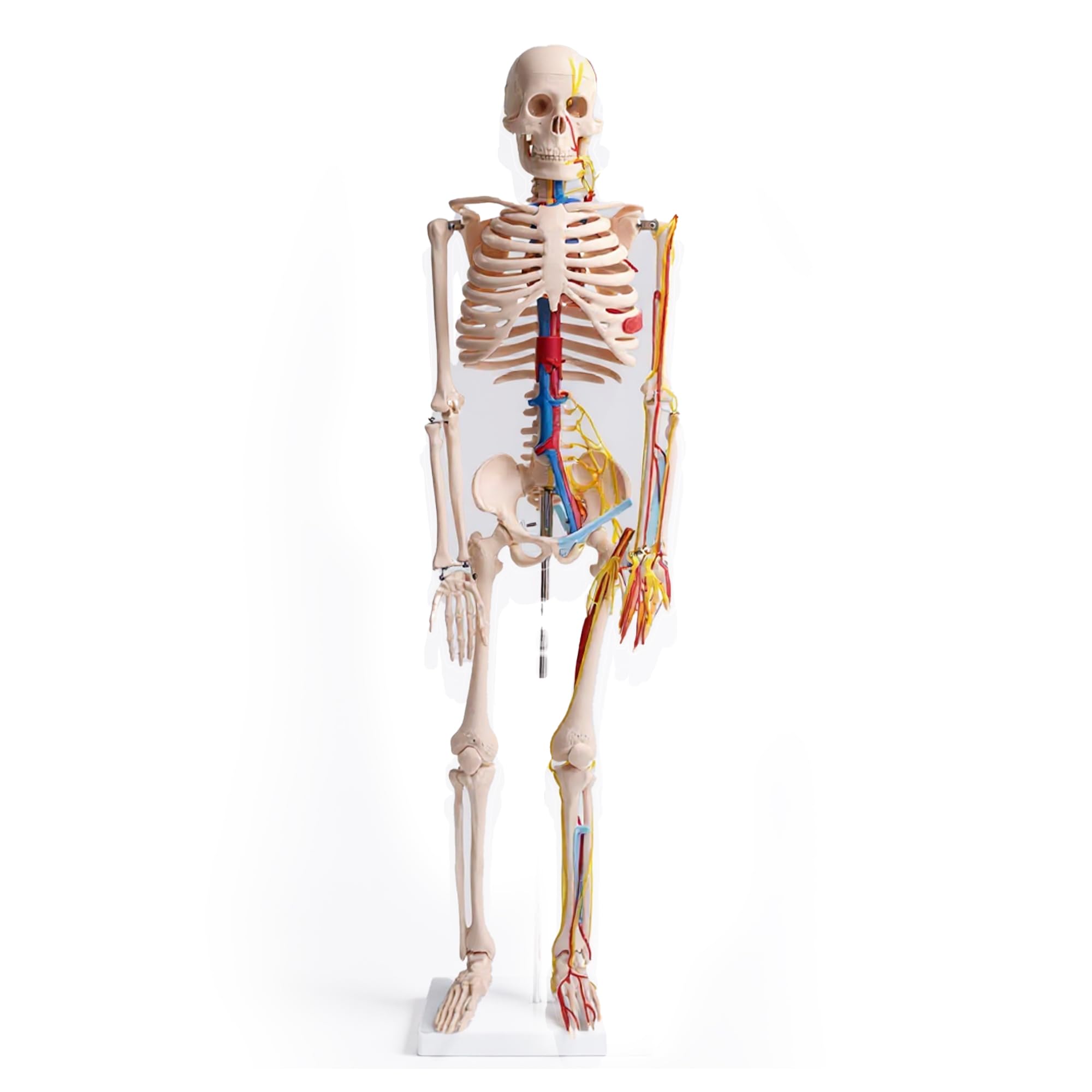 Anatomie Skelett 87 cm, detailliertes menschliches Skelett aus PVC mit Nerven und Arterien, für Schule, Studium und Anatomie-Training, Lehrmodell