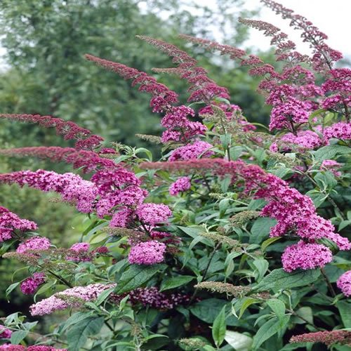 Buddleia Pink Delight Butterfly Bush Outdoor Flowering Garden Shrub Plant in Pot (9cm Pot, 20-30cm)