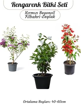 Renkli Bah e Bitkileri K rm z  Begonvil+ Filbahri A a   akay + Mor Leylak  i e i