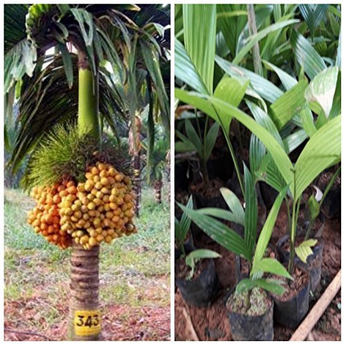Siam Garden Betelnut Arecanut Supari सुपारी Big Nuts 1 Live Plant (B07PXJ7FPH) Amazon Price History, Amazon Price Tracker