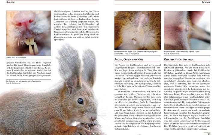 Eichhörnchen: Biologie, Haltung, Zucht (Fachliteratur Kleinsäuger)