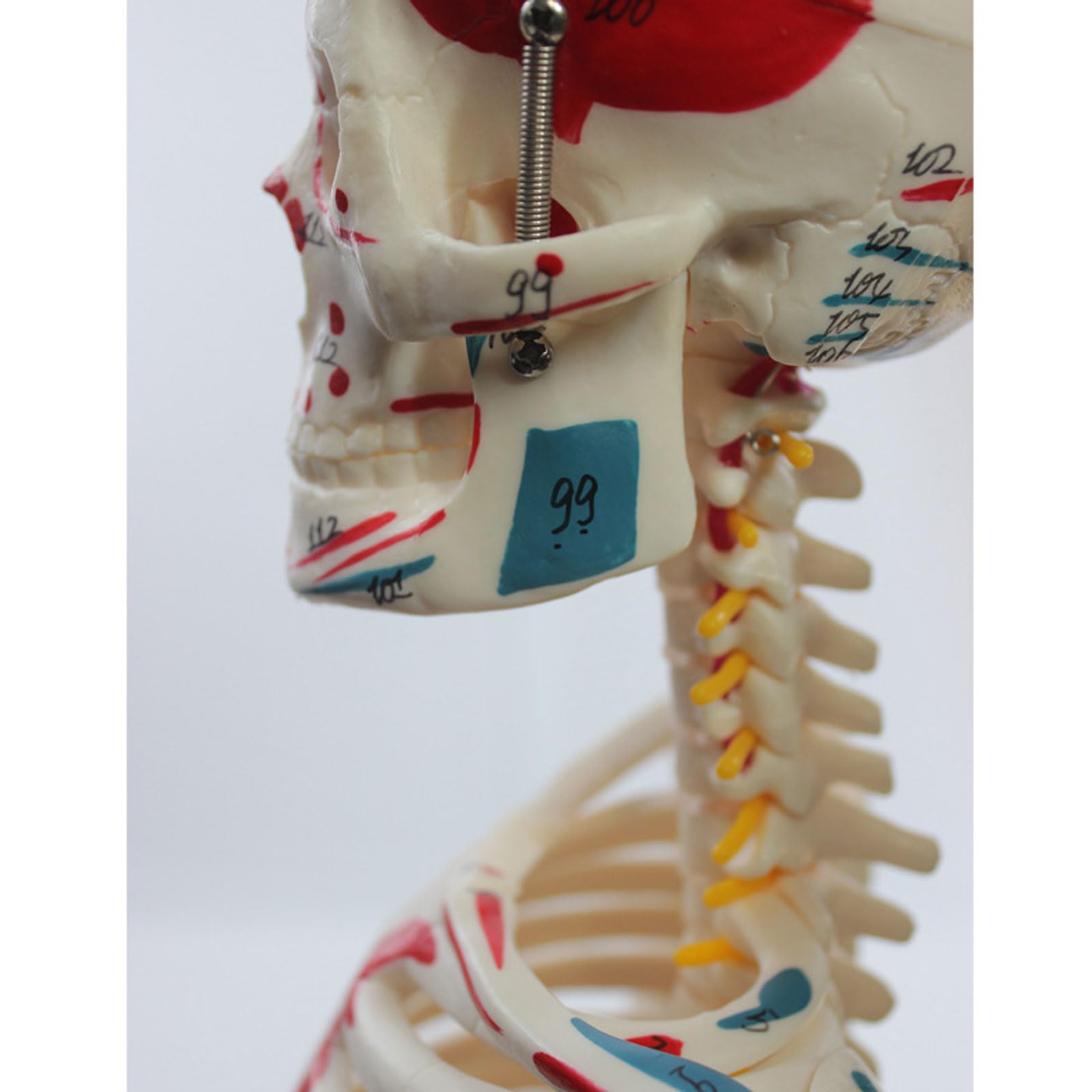 Anatomiczny model ludzkiego szkieletu o rozmiarze 85 cm z namalowanymi mięśniami i więzadłami, odpowiedni do wyświetlania w klasie i studiów medycznych