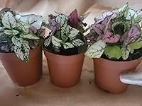 Review Image by MICHELLE D. CORNLEY-BANKS