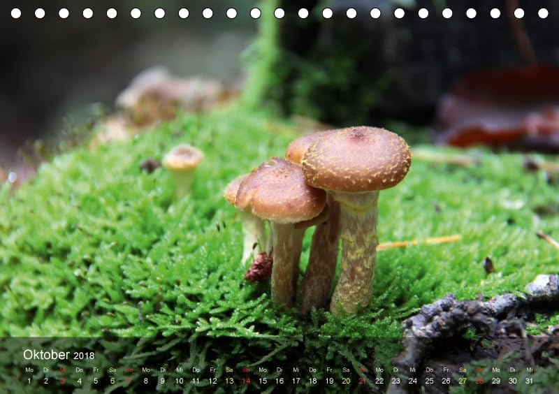 Der vegane Küchenkalender (Tischkalender 2018 DIN A5 quer): Foodfotografie für die fleischlose Küche (Monatskalender, 14 Seiten ) (CALVENDO Lifestyle) [Kalender] [Apr 01, 2017] Weis, Stefan