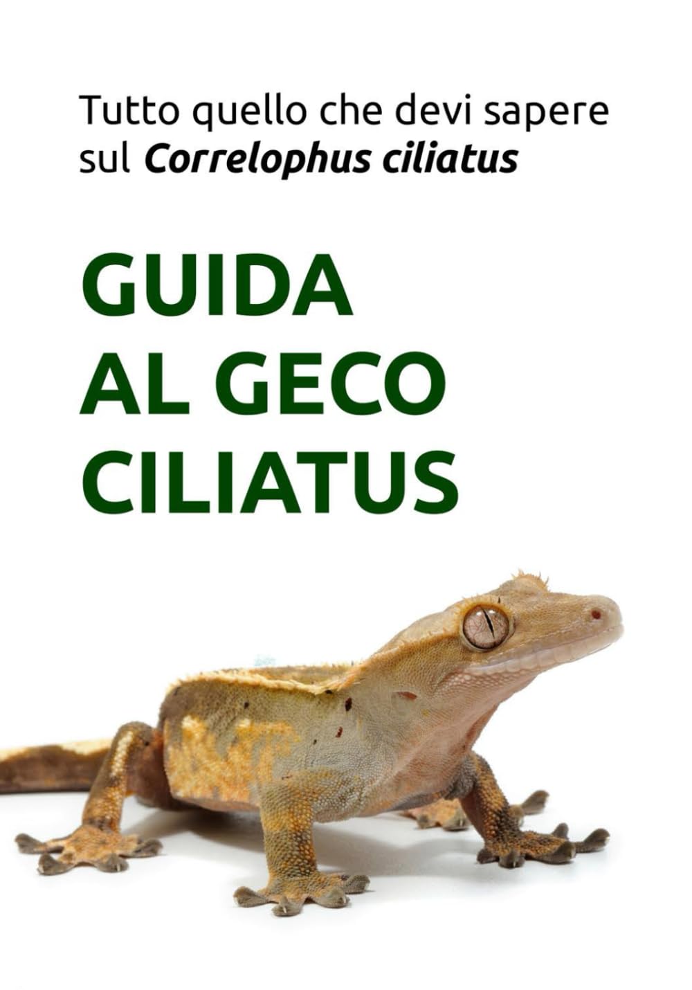 Geco ciliatus: manuale guida: Tutto quello che devi sapere sul Correlophus ciliatus