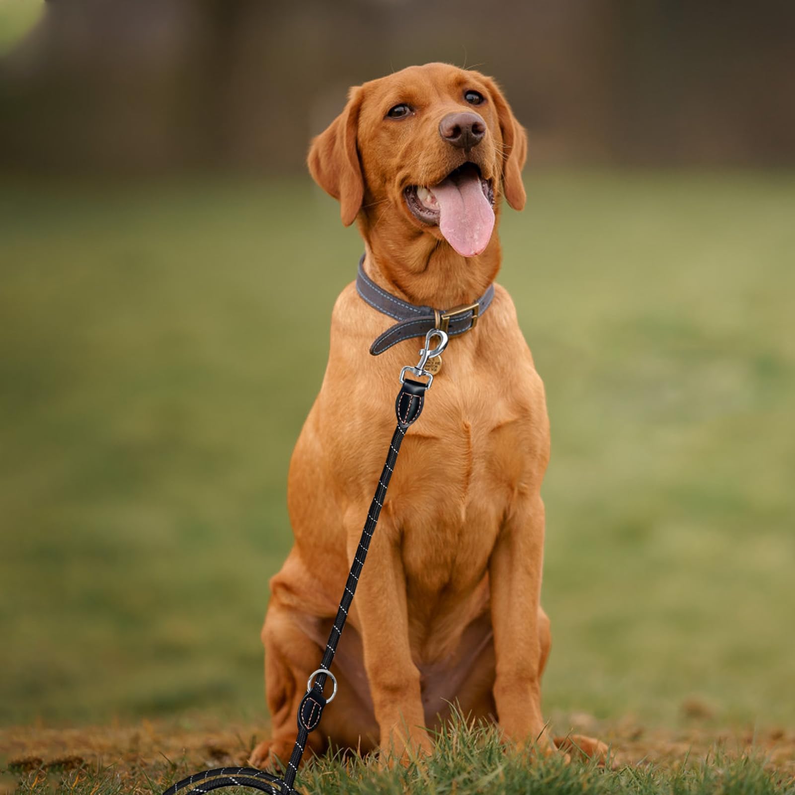 Guinzaglio Regolabile Per Cani 3 Metri - Nylon Resistente, Doppio Moschettone | Forza 200 Kg - Foto 10