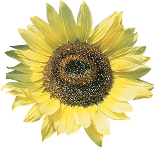 Miniatura 5 de Burpee Del Sol Hybrid Semillas de Girasol 35 semillas