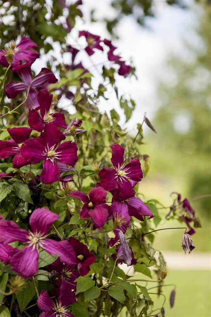 Clematis viticella 'Madame Julia Correvon' 100-150 cm - Italienische Waldrebe, rote Blüten, Blütezeit Juni-September, ideal für Rankgerüste, pflegeleicht und winterhart