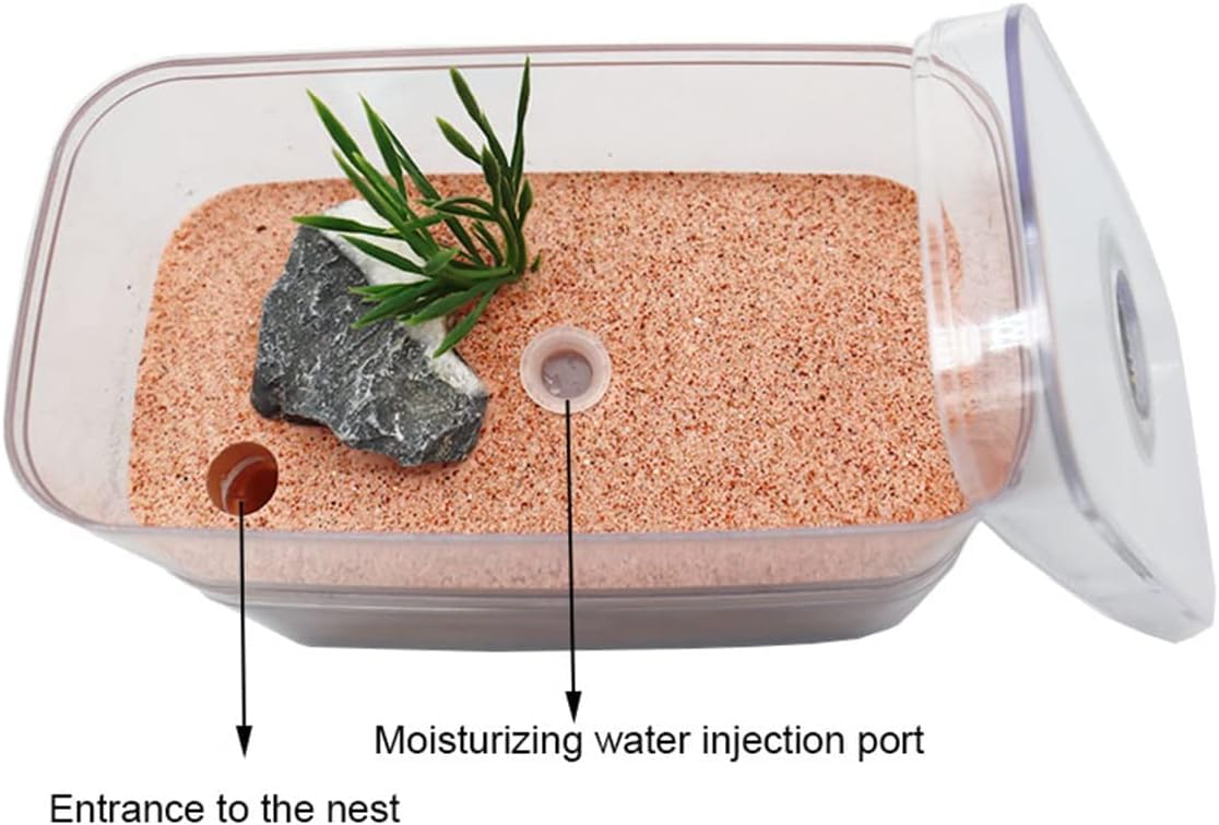Ameisenfarm-Boxen, Ameisenfarm mit Futterplatz, Ameisennest aus Gips, Schaukasten, Ameisenkönigin, Brutstätte for Insekten, Ameisenhaufen, Werkstattzubehör