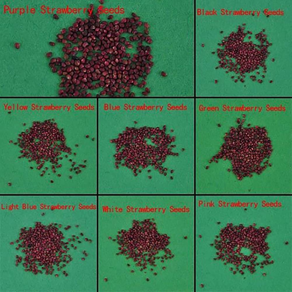 Semi Di Fragola Haloppe - 100 Semi Per Coltivazione Casa, Giardino O Balcone - Foto 3