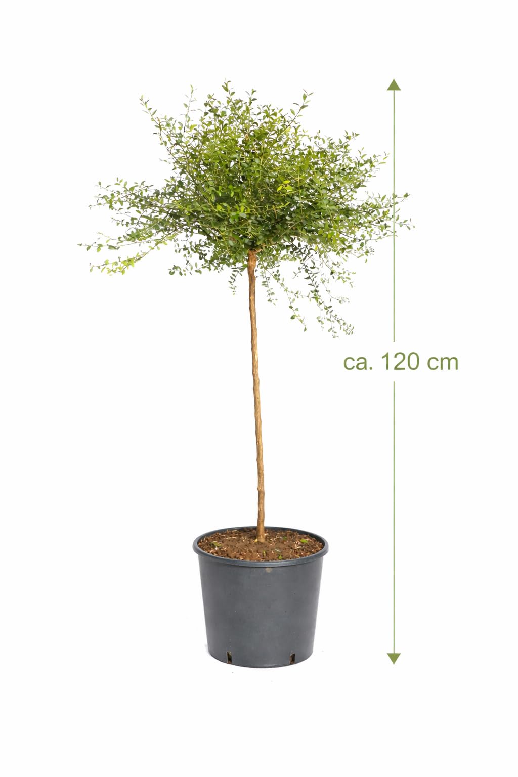 Australische Fingerlimette ca. 120 cm – Kaviar Limette (Caviar-Limette) – Microcitrus australasica – Exotische Zitrusfrucht mit intensiven Aromen – Ideal für Cocktails, Saucen & Dekoration