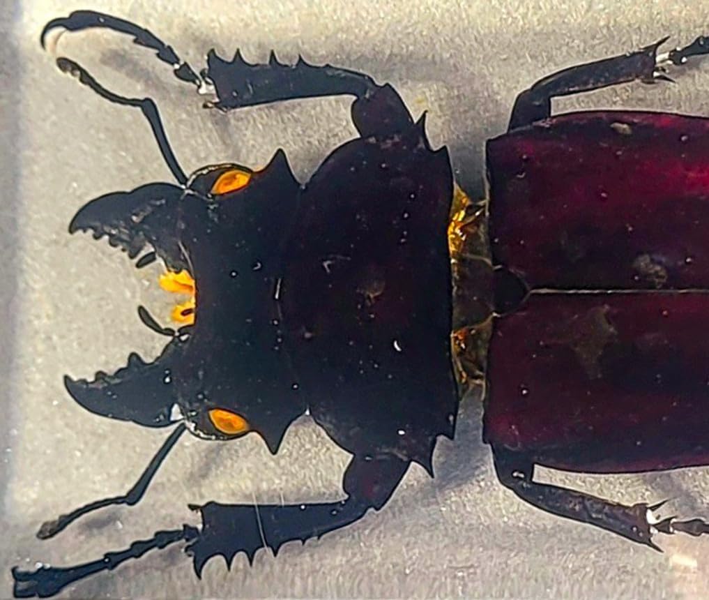 4.3" Real Stag Beetle (Female) in Crystal Clear Lucite Resin Specimen Preserved Insect Bugs Taxidermy Paperweight Crafts Collection for Biology Science Education & Desk Ornament Display Supplies