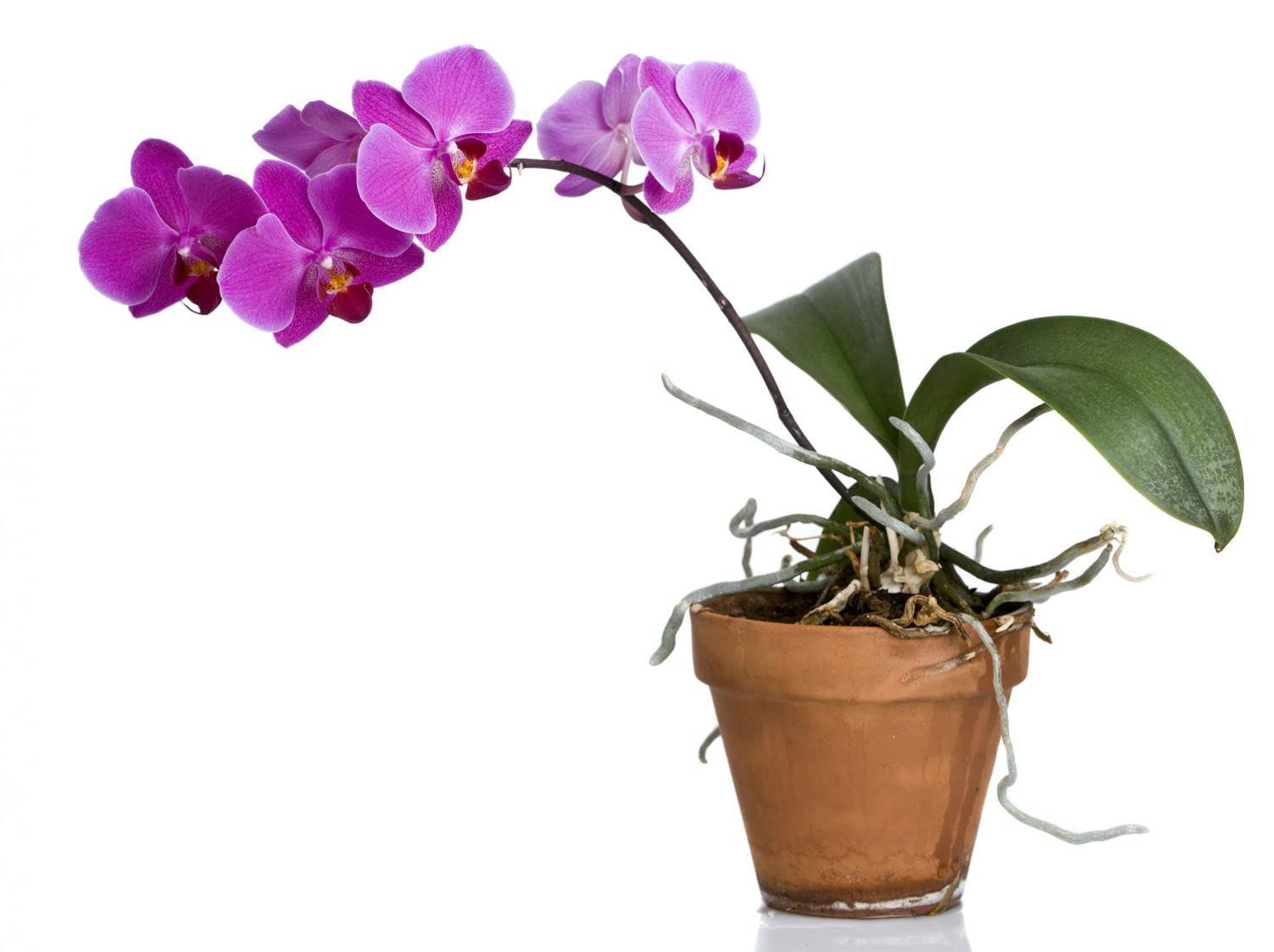 Flor Orquídea Rosa Oscuro con Maceta de Cerámica Phalaenopsis Planta Natural
