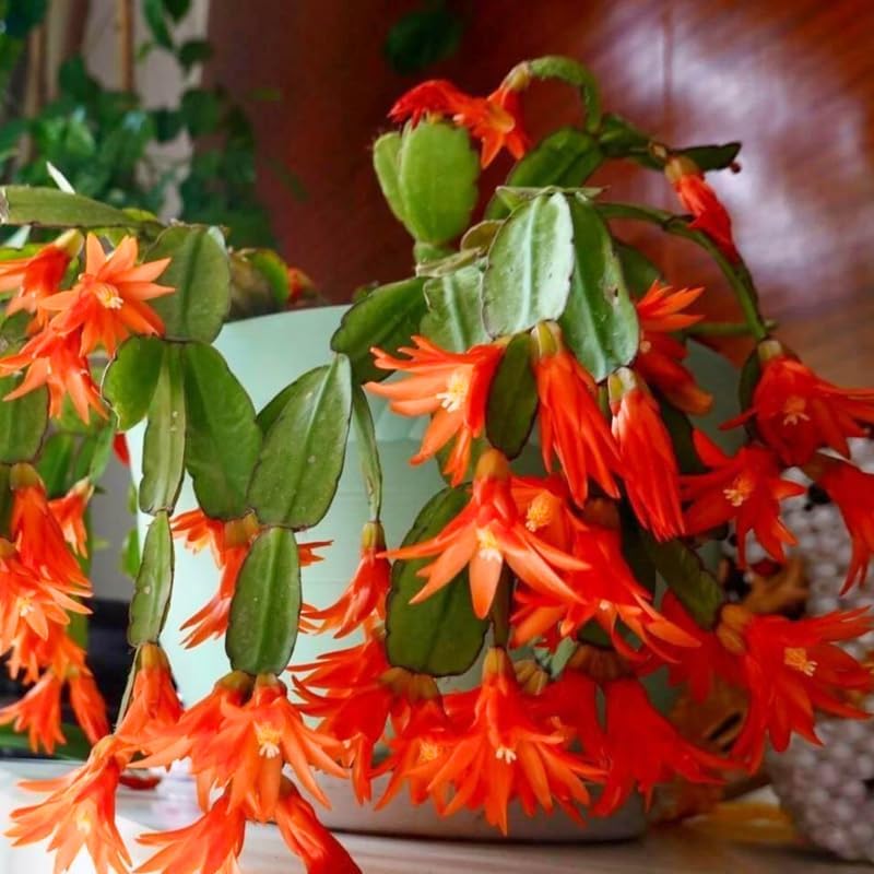 Orange Easter Cactus Plants Live, Starter Holiday Cactus Plant for Indoor Outdoor Houseplants, False Christmas Thanksgiving Cactus Like, Cold Hardy, 5-9" in Tall, No Pot