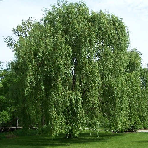Willow Tree Bundle - 10 Fast Growing Aussie Willow Trees + 4 Weeping Willow Trees + 2 Corkscrew Willow Tree - Ready To Plant - Indoor/Outdoor Live Tree Plants - Fast Privacy And Unique Look All In One #TOP4