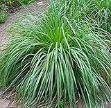 Mosquito Repelling Lemon Grass Plant Seeds 100 Seeds