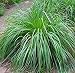 Mosquito Repelling Lemon Grass Plant Seeds 100 Seeds