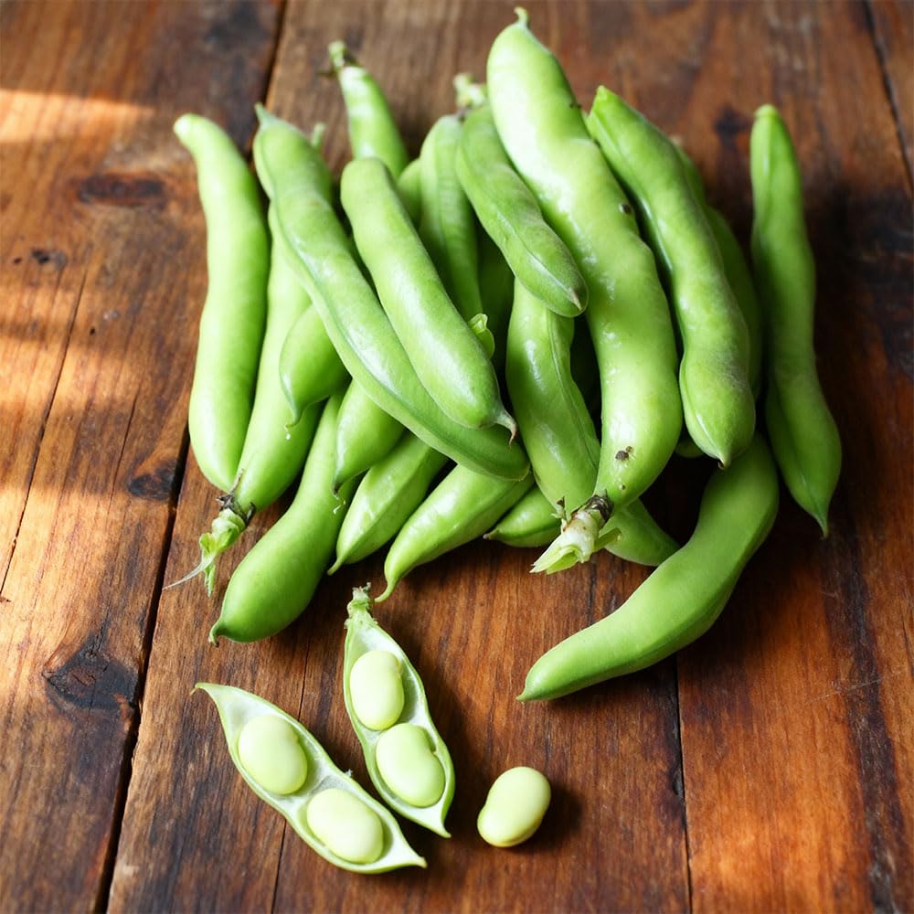 Broad Bean ‘Aguadulce Supersimonia’ Seeds – Italian Heritage Variety – Early, Heavy Cropping Green Pods