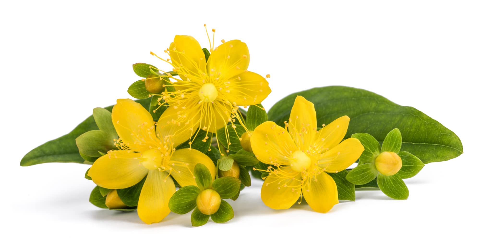 Herb Plants, St John's Wort, Hypericum, 1 x Full Plant in 9cm Pot, St John's Wort, Kitchen Herbs, Premium Quality Herbs
