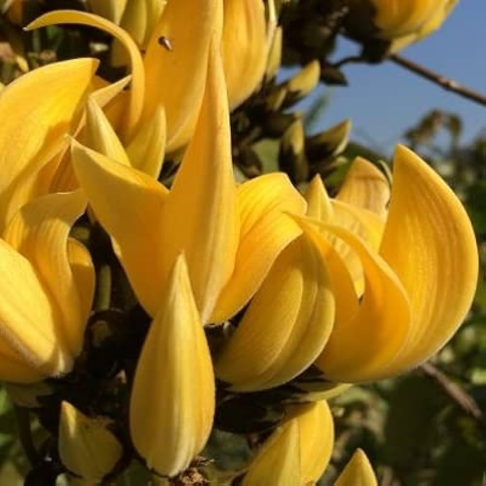 Rare Variety Yellow Palash/Holud Palsh/Butea Healthy Live Roof Top Cutting Flower Plant Pack of 1(Ready To Blooming After 1 Year) (B0CJYLLSMH) Amazon Price History, Amazon Price Tracker