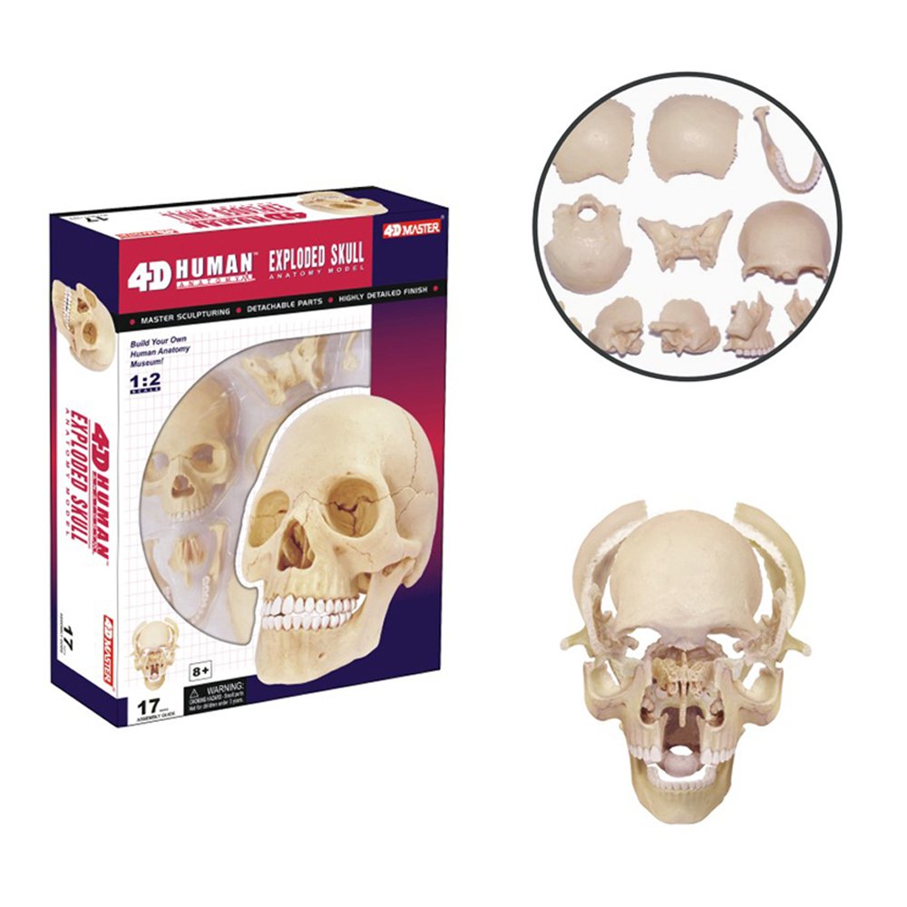 Amazon.com: 4D Master 26086 Human Anatomy Exploded Skull Model 3D