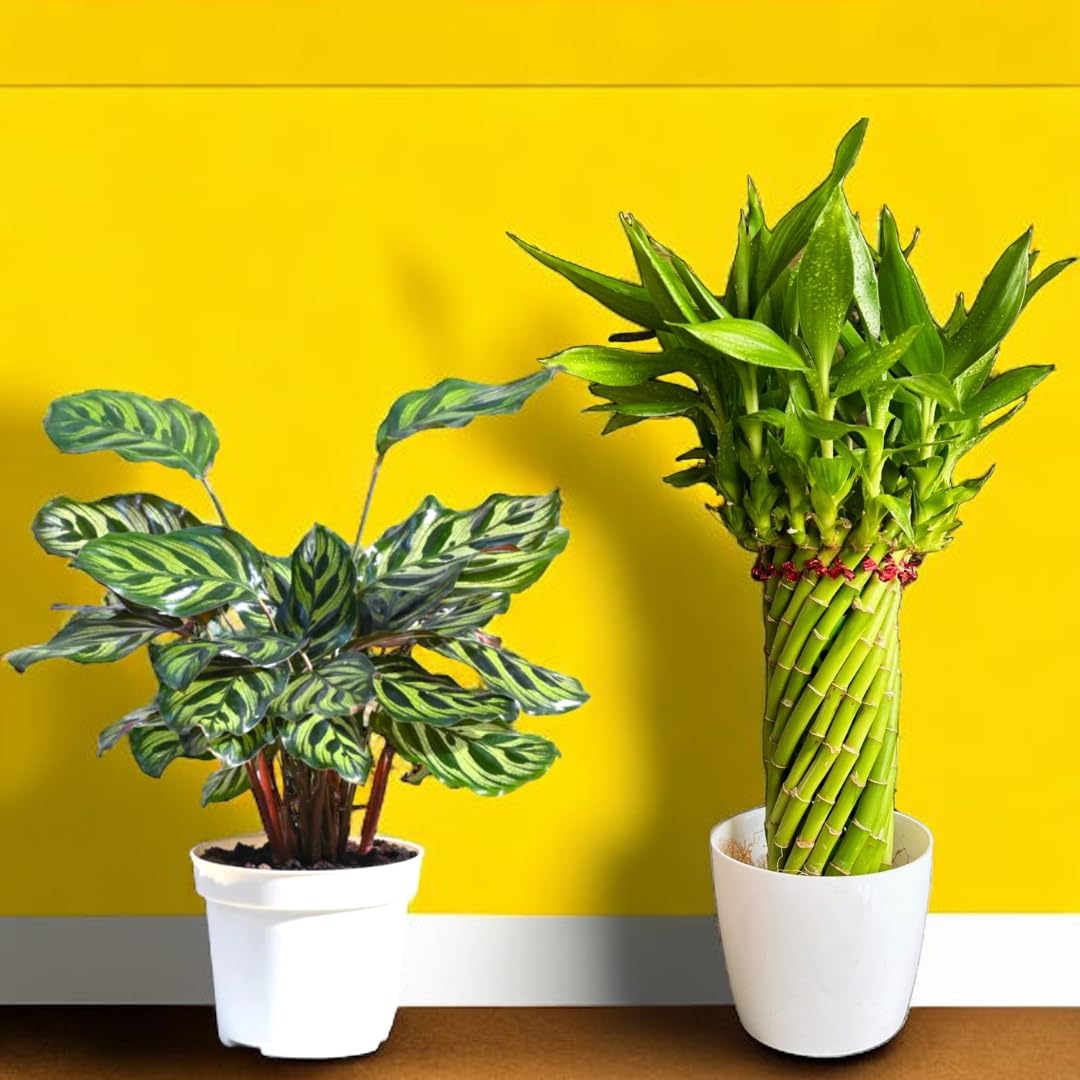 Amulya FARMS & NURSERY(Rare Combo)