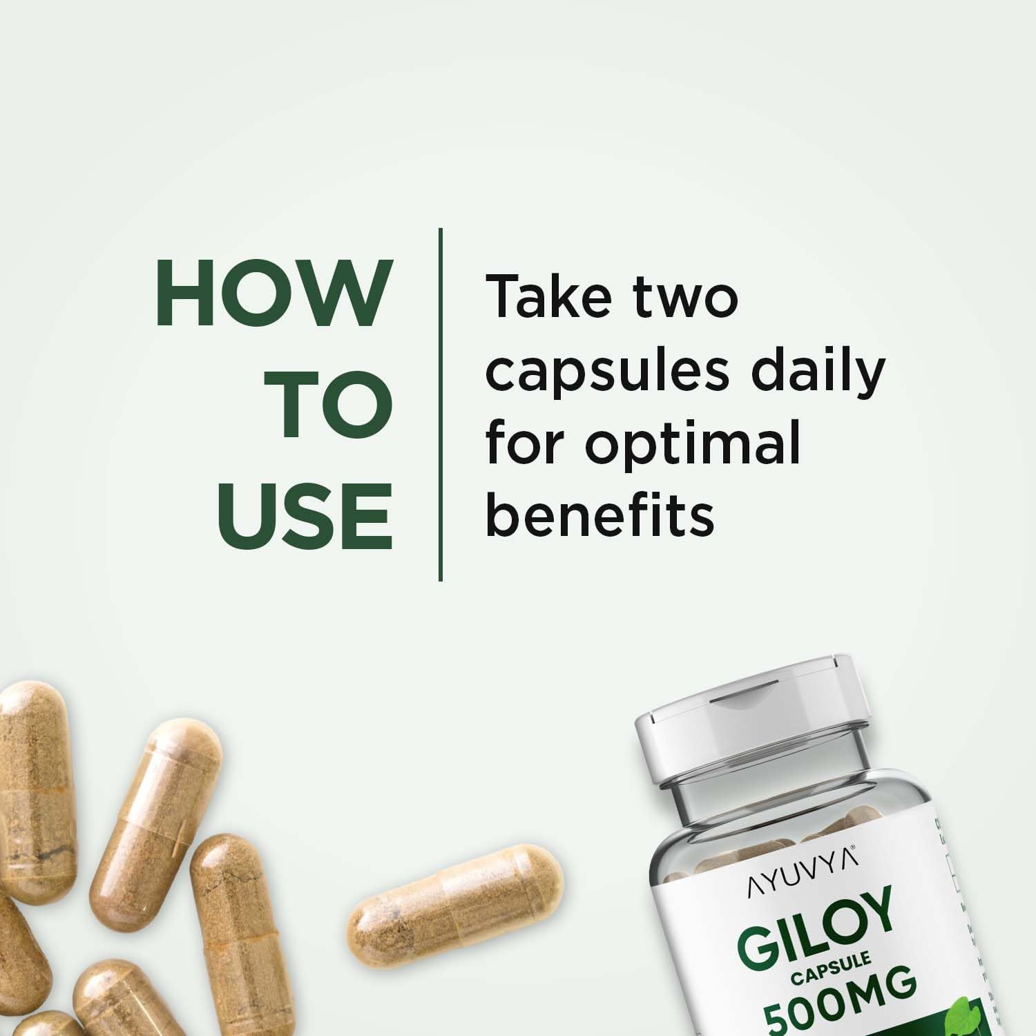 Ayuvya Giloy Capsules - 500mg Pure Guduchi Powder & Extract - Immunity Booster & Liver Support Supplement, 60 Capsules (Pack of 2) | As Seen on Shark Tank 1
