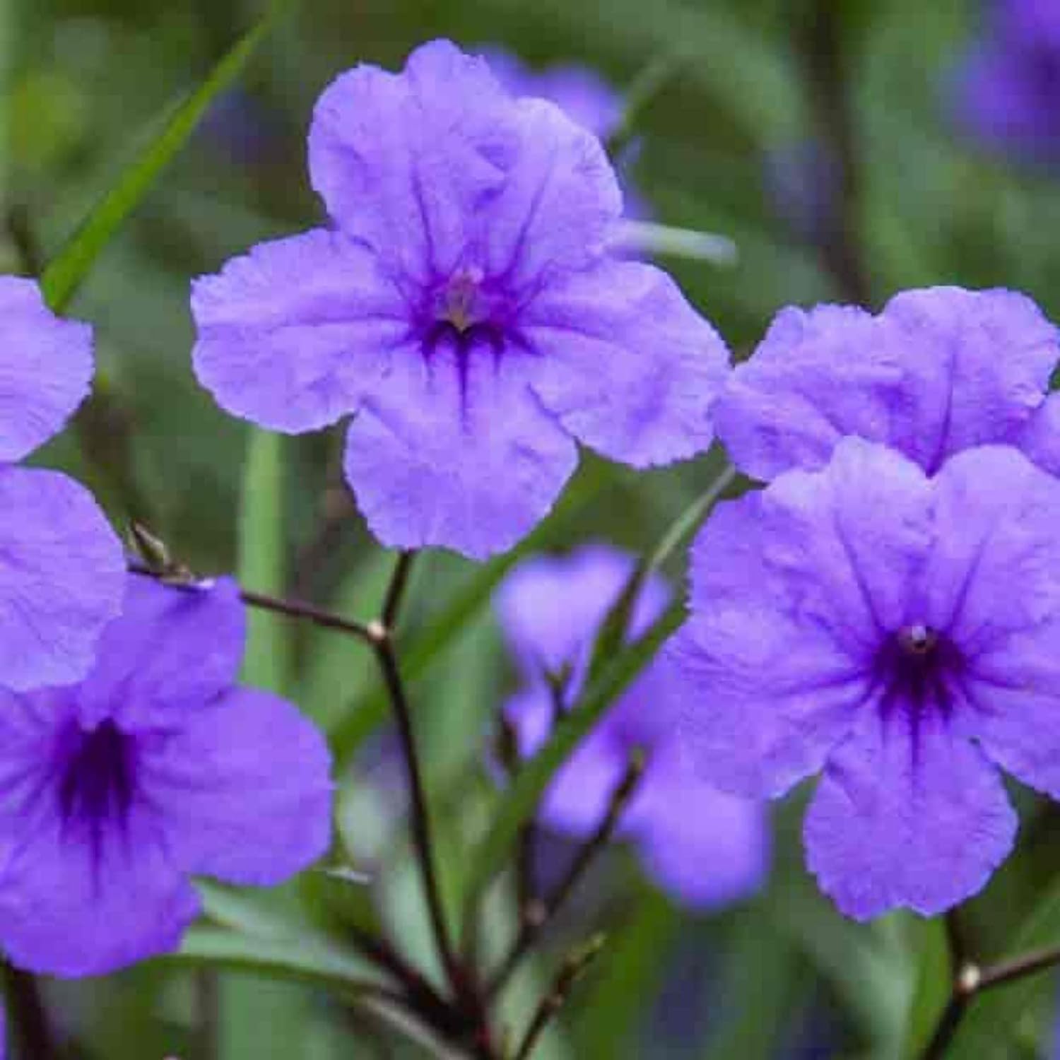 Vibrant Mexican Petunia: Healthy Live Plant - Charming Ornamental Beauty with Varied Colors & Pattern