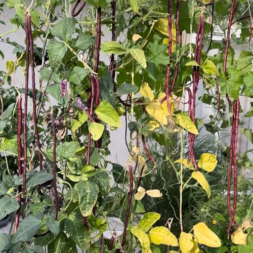 Semillas de frijol medidor, resistentes para el jardín. Semillas de espárragos, Vigna unguiculata, jardín balcón Las perennes son perennes 50pcs