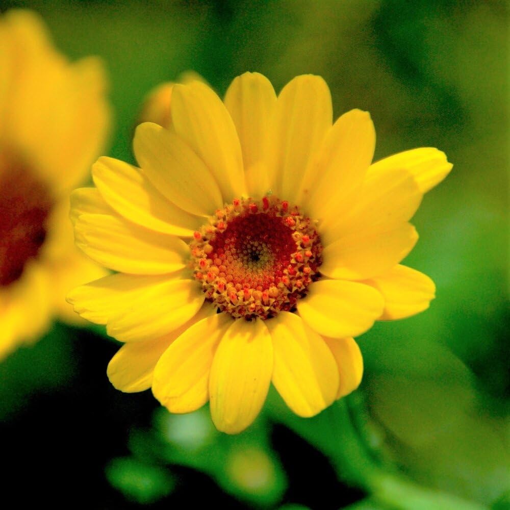 MRS Mélange de fleurs des champs (250 g pour 150 m²) - graines de fleurs annuelles et vivaces pour les abeilles et les papillons - très facile à semer