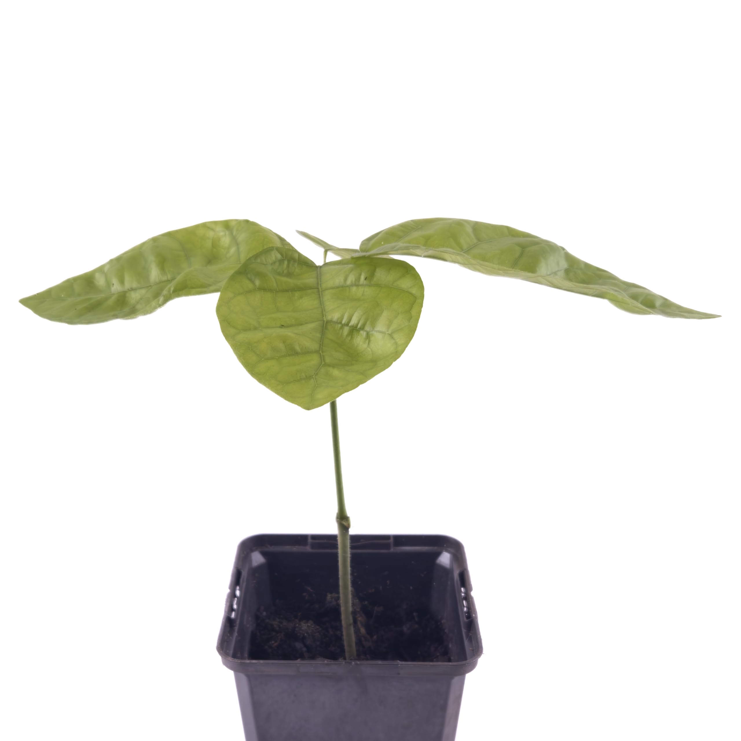 1 Kakaobaum | Theobroma Cacao | Variett Jaca | Kakaopflanze aus Samen aus  Sdamerika | Selten in der EU | Zimmerpflanze | Schokoladenbaum |  Kakaofrucht | Kakaobohnenpflanze : Amazon.de: Garten