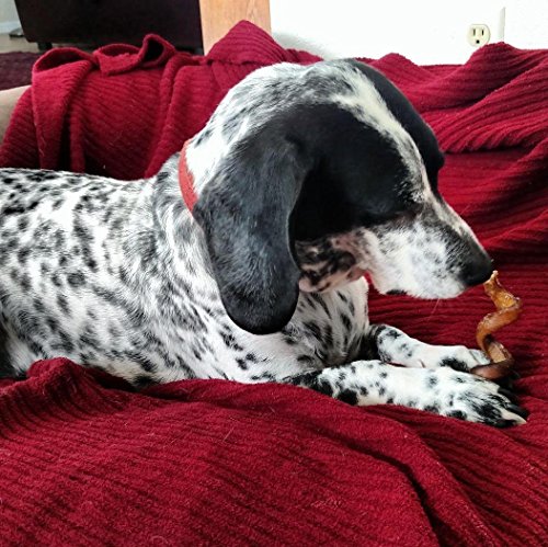 Bully Stick Springs For Dogs (Pack Of 250) - Natural Bulk Dog Dental Treats & Healthy Chew, Best Thick Low-Odor Pizzle Stix Spirals, Free Range & Grass Fed Beef #TOP7