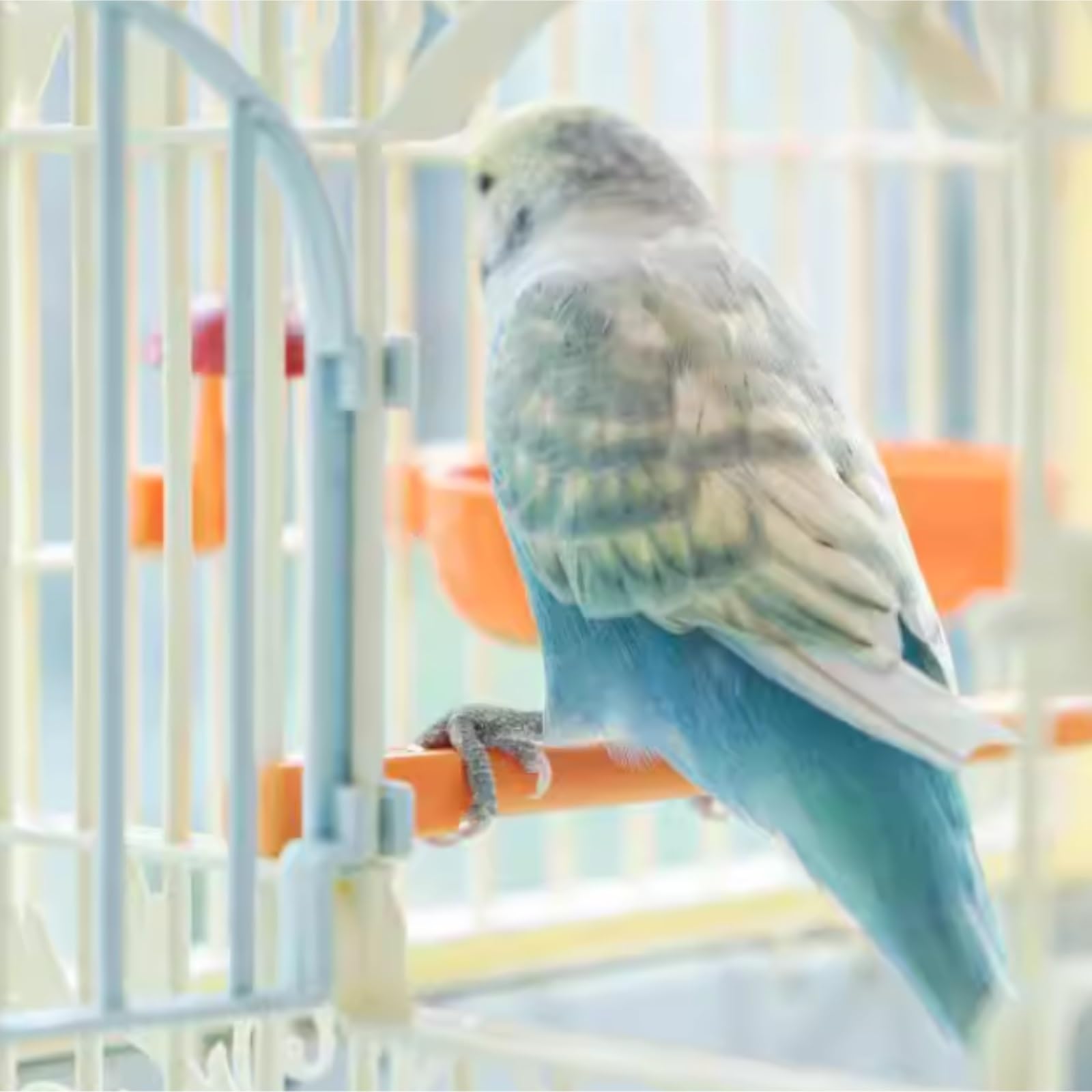 Klatka Na Ptaki Dla Ptaków Kanarków Plastikowa Klatka Dla Ptaków Wisząca Przenośna Do Oglądania Na Zewnątrz Willi(Blue)